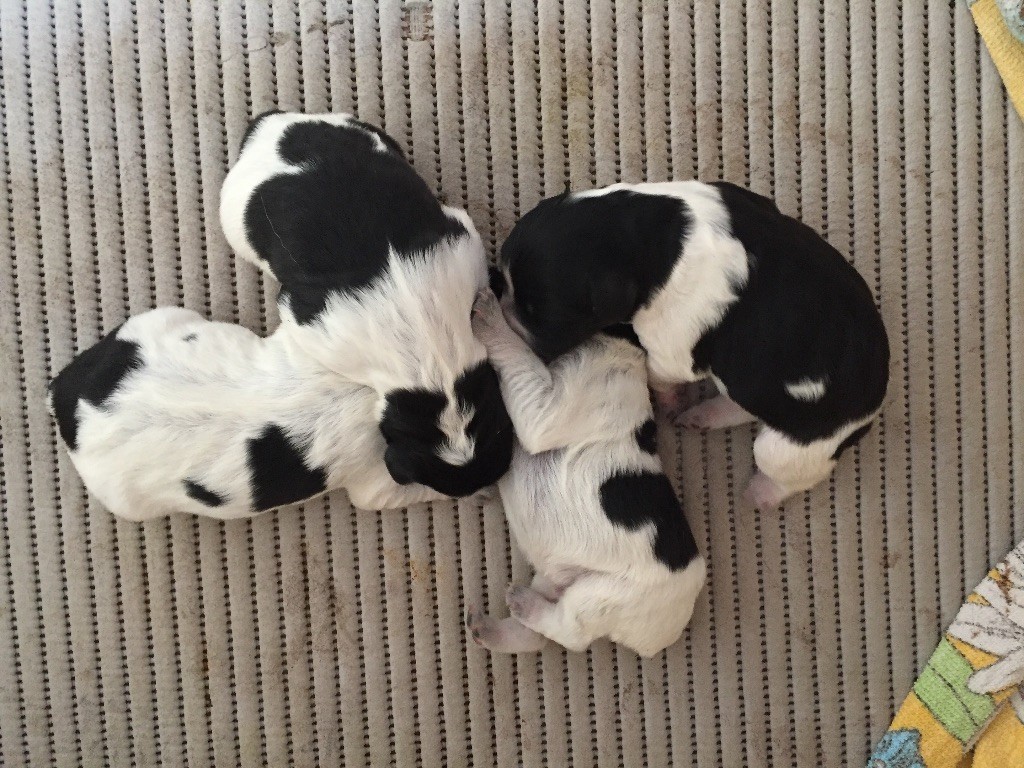 Chiots DU BOIS DES DIANES 2017